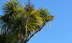 Call for expressions of interest: Abuse in Care Royal Commission of Inquiry Response Group Image
