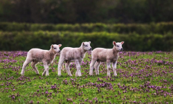 Faith on the farm Image