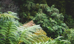Imagining the flourishing of Aotearoa together Image
