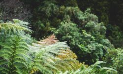 Imagining the flourishing of Aotearoa together Image